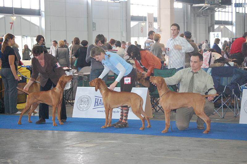 Canine Cool Boy - Csipkeskuti Parittya - Egri Hunor at Luxatori.JPG - Psi třída šampionů - Canine Cool Boy, Csipkeskuti Parittya, Egri Hunor at Luxatori